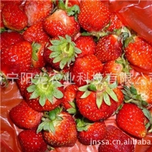 供应新鲜优质出口级草莓冷冻草莓欢迎来电咨询