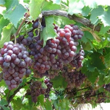 批发供应葡萄、慈溪葡萄、巨峰葡萄供应大量巨峰葡萄代收