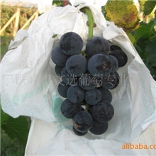 供应文选牌有机葡萄中国首家通过有机认证(图)