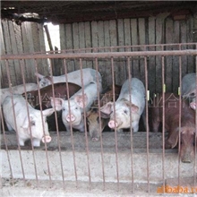 供应大老笨牌有机笨猪肉绝对极品(图)