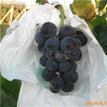 供应文选有机葡萄国内首家有机认证(图)