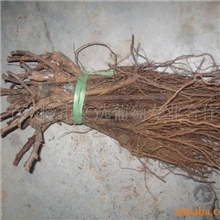 供应优质葡萄苗木(图)