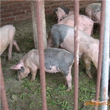 供应文选绿色食品