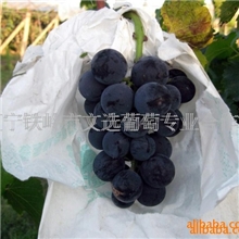 供应文选葡萄安全无污染(图)
