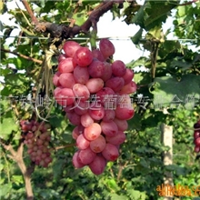 供应文选葡萄苗木(图)