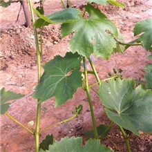 批量销售葡萄苗厂家供应葡萄苗热销中供应各种葡萄苗批发