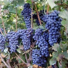 红提青提厂家热销多种品种葡萄热卖中供应