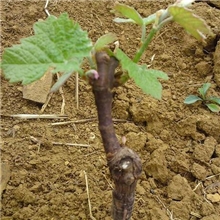 饶阳销售葡萄苗批量销售葡萄苗种子等热卖中供应欢迎选购