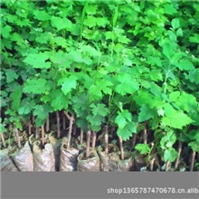 厂家供应葡萄苗优惠供应葡萄苗厂家热销中供应各种葡萄苗