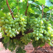批发各种品种葡萄低价供应葡萄热卖中厂家直销各种葡萄