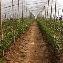 优质葡萄苗供应中低价直销各种郁金香红提青提等葡萄苗热销