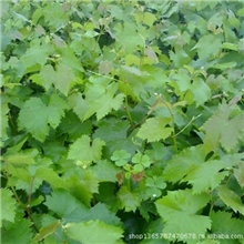 批发一级良种葡萄苗直销中供应厂家热销中供应葡萄苗