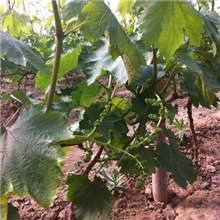 低价热卖红提葡萄苗等葡萄苗圃直销中热卖厂家优惠【葡萄苗】