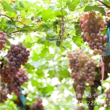 葡萄迎国庆送好礼首选龙眼葡萄秋季特色水果