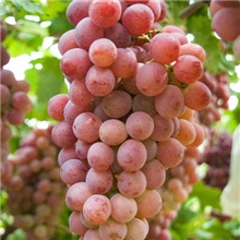 求购红提葡萄高清水果图片大量批发实地采购价格低