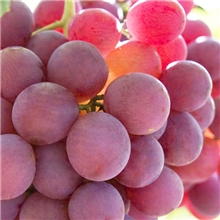 河北涿怀产区厂家提供绿色食品红提葡萄特产批发预定啦