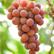 红提龙眼葡萄送礼中秋节绿色食品水果国庆节批发订购中