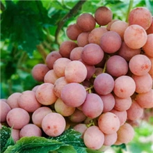 代购销售葡萄农家葡萄合作社供应新鲜水果葡萄诚邀你的到来