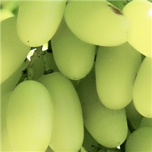 求购马奶葡萄夏季葡萄即将上市葡萄价格实惠大型葡萄种植