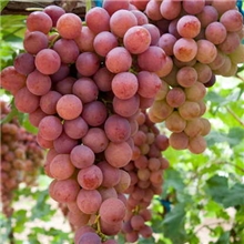 2013秋季河北产区绿色食品厂家供应红地球葡萄批发预定