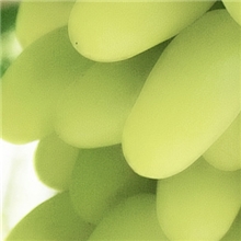 求购牛奶葡萄夏季供应七月中旬上市大量现货专业户县葡萄