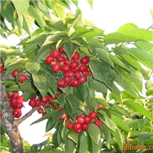 产地直供水果大樱桃个大色好口感好