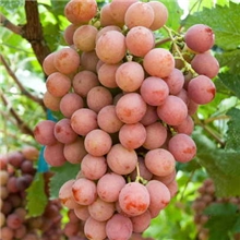 求购红地球葡萄新鲜提子产家大量供应高清水果图片参考