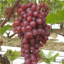 专业合作社自产自储水果克瑞森无核葡萄