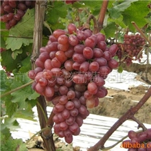 l精品推荐供应质量保证的无核葡萄苗木