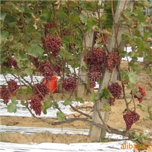 l厂家直销供应各种规格的葡萄苗木