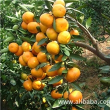 &ldquo;我的柑橘节&rdquo;引爆橘乡大狂欢