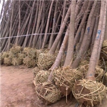 银杏树白果树绿化树国树绿化苗木落叶乔