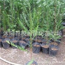 销售盆栽花卉植物净化空气防辐射红豆杉苗50厘米高*8元一棵