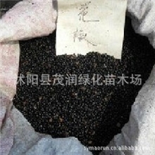 当年新采种子花椒种子大红袍花椒促销15元/斤