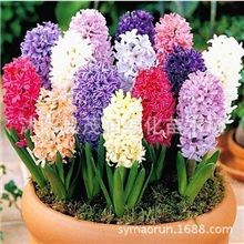 批发荷兰进口风信子种球7款颜色任挑水培盆栽都可