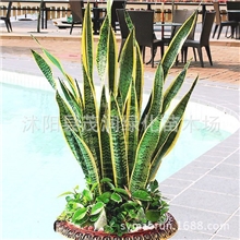 高档室内盆栽金边虎皮兰办公室花卉植物花卉吸收甲醛3-4棵一盆