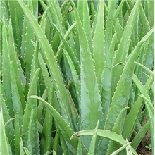 售美容食用药用价值都比较高的库拉索芦荟40CM
