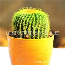 盆栽金琥金琥仙人球金碧辉煌，观赏价值很高直径10厘米左右