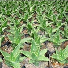 出售观赏价值和药用价值都高的不夜城芦荟