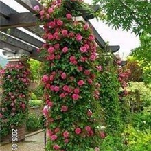 特价供应爬藤月季安吉拉及多个品种2-3年生盆栽棵