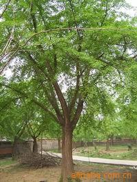 米径3-40公分的银杏嫁接树待售