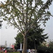 供应邳州银杏树千年白果树、白果树苗、银杏苗木