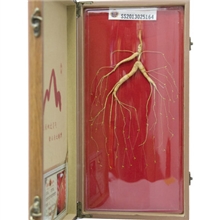 厂家直销东北特产滋补养颜益寿送礼佳品人参-长白山移山参