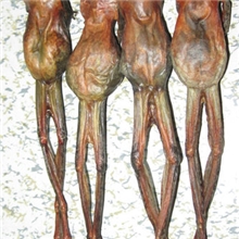 长白山野生林蛙干厂家直销东北特产雪蛤养颜佳品提高免疫力