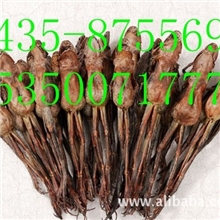 林蛙干雪蛤干专业制作干净放心