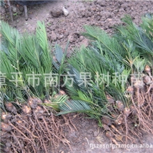 批发供应播种2年生铁树苗苏铁苗铁树小苗