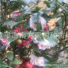 供应一株茶花可长不同颜色五色茶花小苗