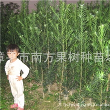 供应绿化苗木70-130公分高罗汉松苗