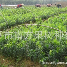 供应20-30公分高罗汉松小苗