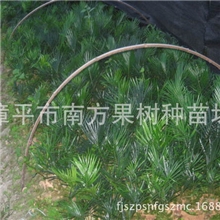 大量批发供应1年生苏铁铁树苗